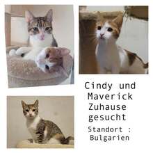 CINDY, Katze, Europäisch Kurzhaar in Bulgarien - Bild 1