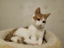 CINDY, Katze, Europäisch Kurzhaar in Bulgarien - Bild 7