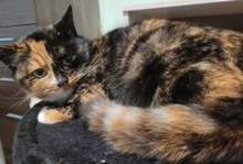 HELGA, Katze, Europäisch Kurzhaar in Bulgarien - Bild 2