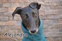 ALEJANDRA, Hund, Galgo Español in Spanien - Bild 1