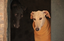 ALEJANDRA, Hund, Galgo Español in Spanien - Bild 2