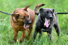 MANGO, Hund, Mischlingshund in Polen - Bild 20