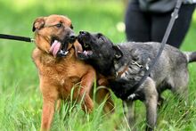 MANGO, Hund, Mischlingshund in Polen - Bild 21