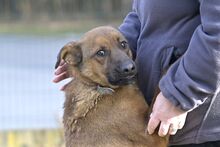 MANGO, Hund, Mischlingshund in Polen - Bild 5