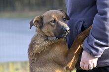 MANGO, Hund, Mischlingshund in Polen - Bild 6