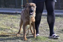 MANGO, Hund, Mischlingshund in Polen - Bild 7