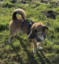 CHARLYCHAPLIN, Hund, Mischlingshund in Bottrop - Bild 5