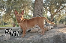 PINI, Hund, Podenco Maneto in Spanien - Bild 1