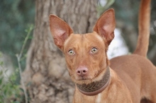 PINI, Hund, Podenco Maneto in Spanien - Bild 2