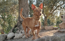 PINI, Hund, Podenco Maneto in Spanien - Bild 3