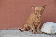 PINI, Hund, Podenco Maneto in Spanien - Bild 4