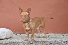 PINI, Hund, Podenco Maneto in Spanien - Bild 5