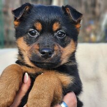 BENSON, Hund, Mischlingshund in Ungarn - Bild 2