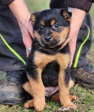 BENSON, Hund, Mischlingshund in Ungarn - Bild 4