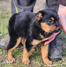 BENSON, Hund, Mischlingshund in Ungarn - Bild 5