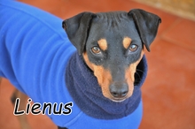 LIENUS, Hund, Mischlingshund in Spanien - Bild 1