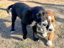 OLIVER, Hund, Mischlingshund in Ungarn - Bild 2