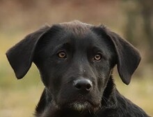 NINO, Hund, Mischlingshund in Rumänien - Bild 1