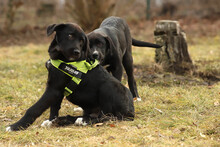 NINO, Hund, Mischlingshund in Rumänien - Bild 10