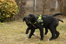 NINO, Hund, Mischlingshund in Rumänien - Bild 13