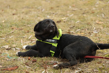 NINO, Hund, Mischlingshund in Rumänien - Bild 14