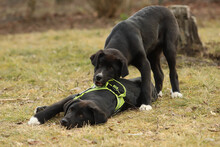 NINO, Hund, Mischlingshund in Rumänien - Bild 15