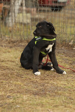 NINO, Hund, Mischlingshund in Rumänien - Bild 5