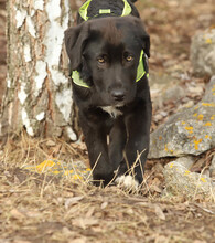 NINO, Hund, Mischlingshund in Rumänien - Bild 6