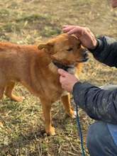 TRISTAN, Hund, Mischlingshund in Rumänien - Bild 7