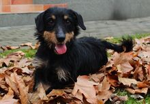 HONDA, Hund, Dackel-Mix in Langenhagen - Bild 1