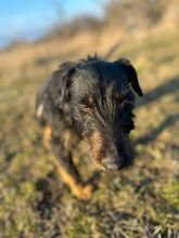 NICO, Hund, Mischlingshund in Wunstorf - Bild 10