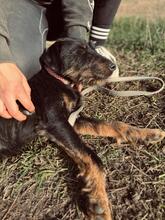 NICO, Hund, Mischlingshund in Wunstorf - Bild 17