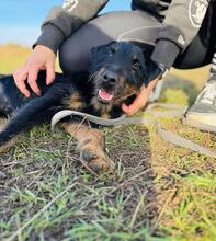 NICO, Hund, Mischlingshund in Wunstorf - Bild 18