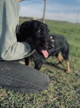 NICO, Hund, Mischlingshund in Wunstorf - Bild 20