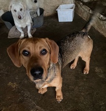 PAULCHEN, Hund, Mischlingshund in Griechenland - Bild 4