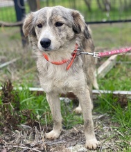 JORID, Hund, Mischlingshund in Griechenland - Bild 10