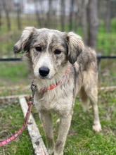 JORID, Hund, Mischlingshund in Griechenland - Bild 2