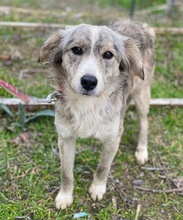 JORID, Hund, Mischlingshund in Griechenland - Bild 3