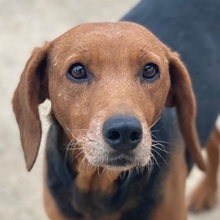 XULDA, Hund, Mischlingshund in Griechenland - Bild 1