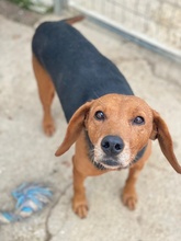 XULDA, Hund, Mischlingshund in Griechenland - Bild 2