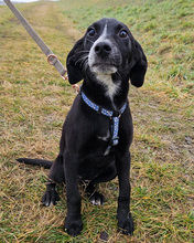 LISBET, Hund, Mischlingshund in Kroatien - Bild 1