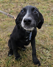 LISBET, Hund, Mischlingshund in Kroatien - Bild 2