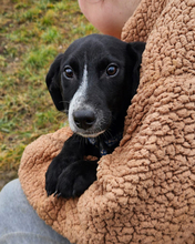 LISBET, Hund, Mischlingshund in Kroatien - Bild 3