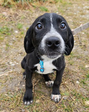 LOTI, Hund, Mischlingshund in Kroatien - Bild 1