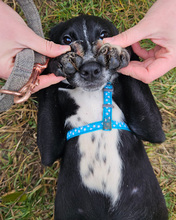 LOTI, Hund, Mischlingshund in Kroatien - Bild 4