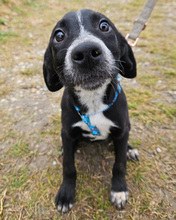 LOTI, Hund, Mischlingshund in Kroatien - Bild 5