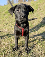 MINU, Hund, Mischlingshund in Kroatien - Bild 1