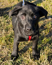 MINU, Hund, Mischlingshund in Kroatien - Bild 2