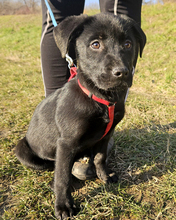 MINU, Hund, Mischlingshund in Kroatien - Bild 3