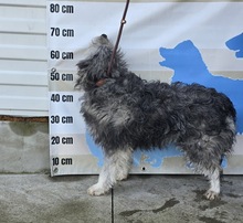 MAGNUS, Hund, Mischlingshund in Ungarn - Bild 2